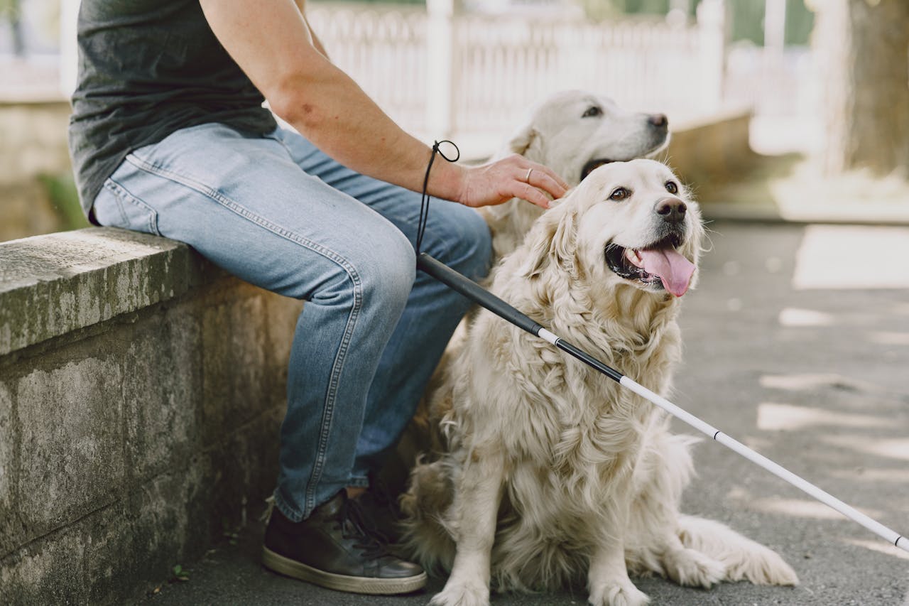 two animals with owner