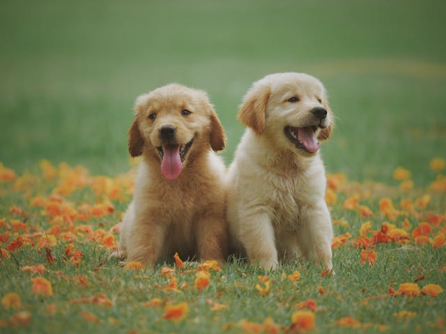 puppies-playing-on-the-grass