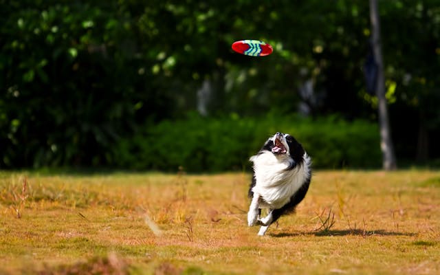 a-dog-trying-to-catch-a-frisbee